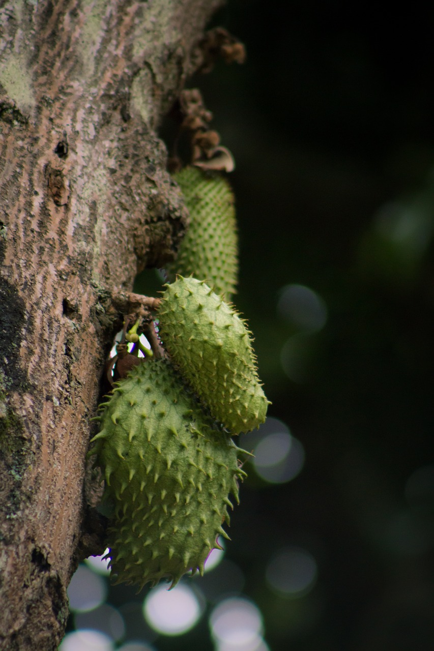 Árbol, Guanábana, Fruto, Vaisiai, Medis, Žemdirbystė, Žalias, Atogrąžų, Gamta, Egzotiškas