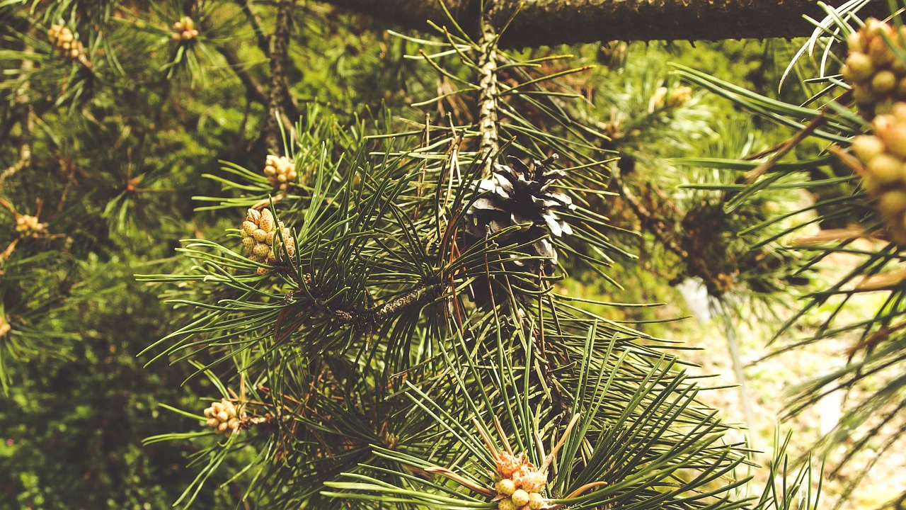 Arboretum, Kūgis, Žalias, Gamta, Adatos, Parkas, Augalas, Lenkija, Nemokamos Nuotraukos,  Nemokama Licenzija