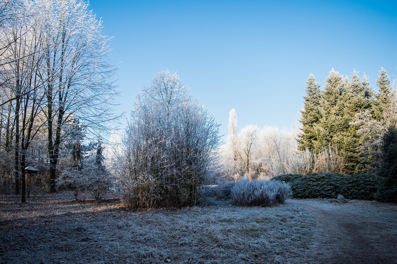 Arboretum, Žiema, Sodas, Gamta, Medis, Botanika, Mediena, Lauke, Botanikos, Kecskemét