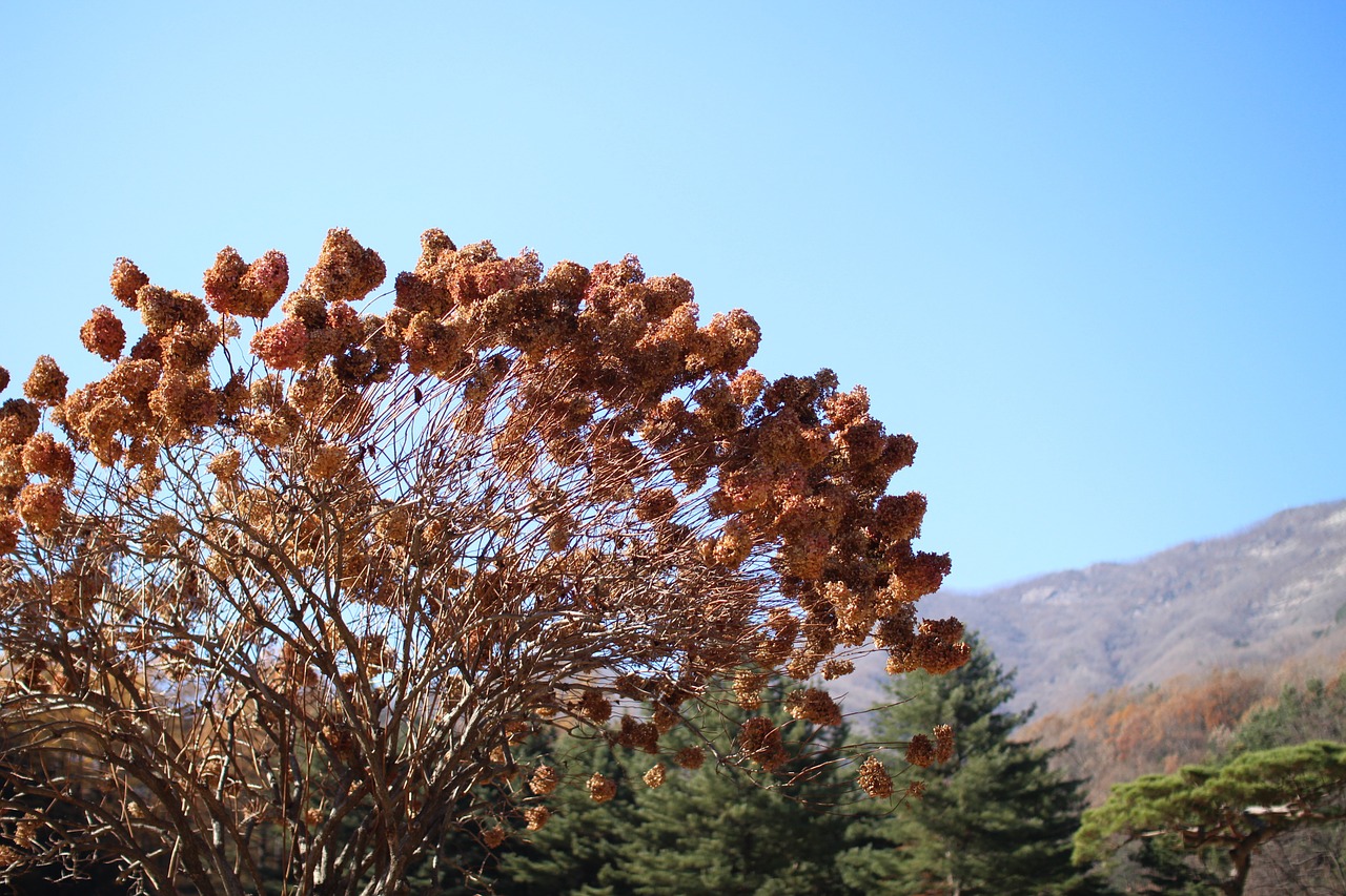 Arboretum, Mediena, Dangus, Nemokamos Nuotraukos,  Nemokama Licenzija