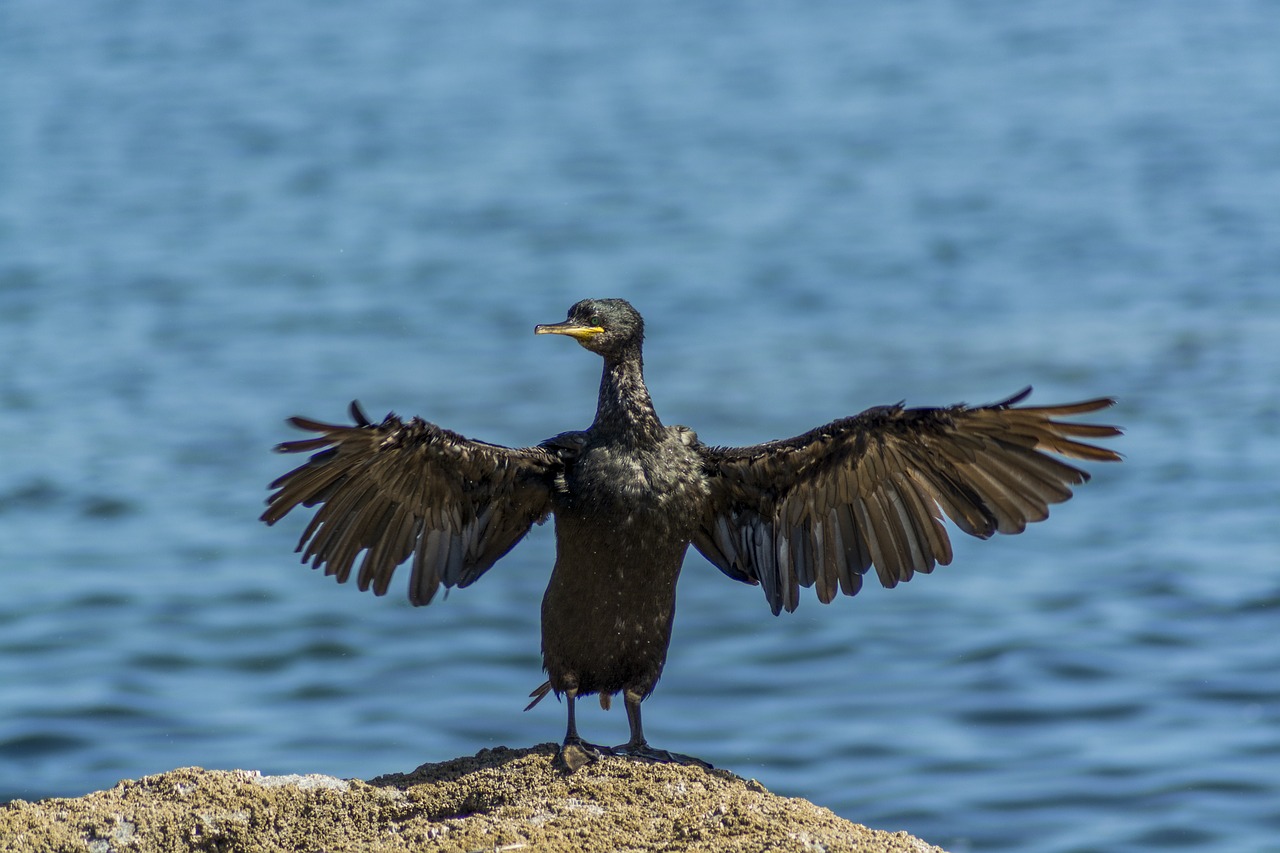 Archipelagas Cíes, Šaknys, Phalacrocorax Aristotelis, Ave, Rašiklis, Paukštis, Crest, Fauna, Gyvūnas, Gamta