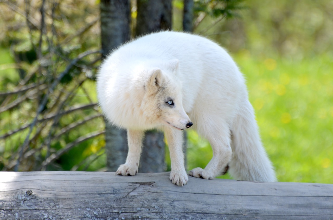 Arctic,  Lapė,  Buveinių,  Natūralus,  Jauna,  Nuostabu,  Fonas,  Mėlyna,  Spalva,  Spalvinga