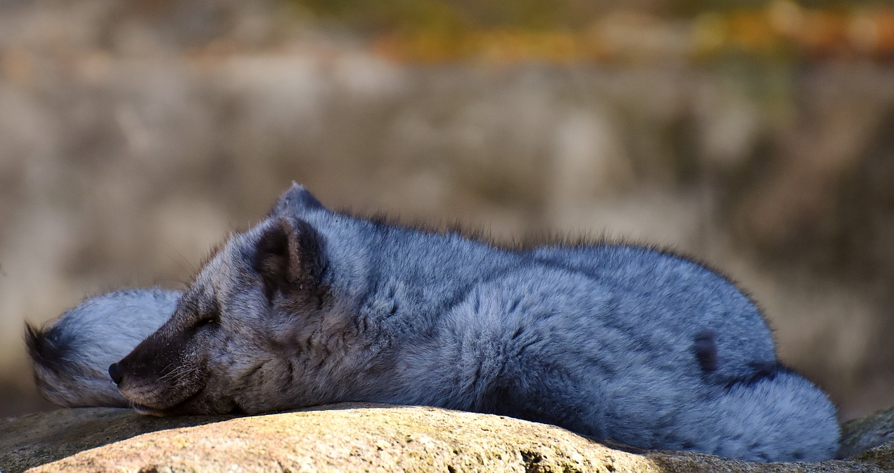 Arktinė Lapė, Miegoti, Laukinis Gyvūnas, Zoologijos Sodas, Gyvūnų Pasaulis, Pavargęs, Atsipalaidavęs, Kailis, Poilsis, Laukinės Gamtos Fotografija