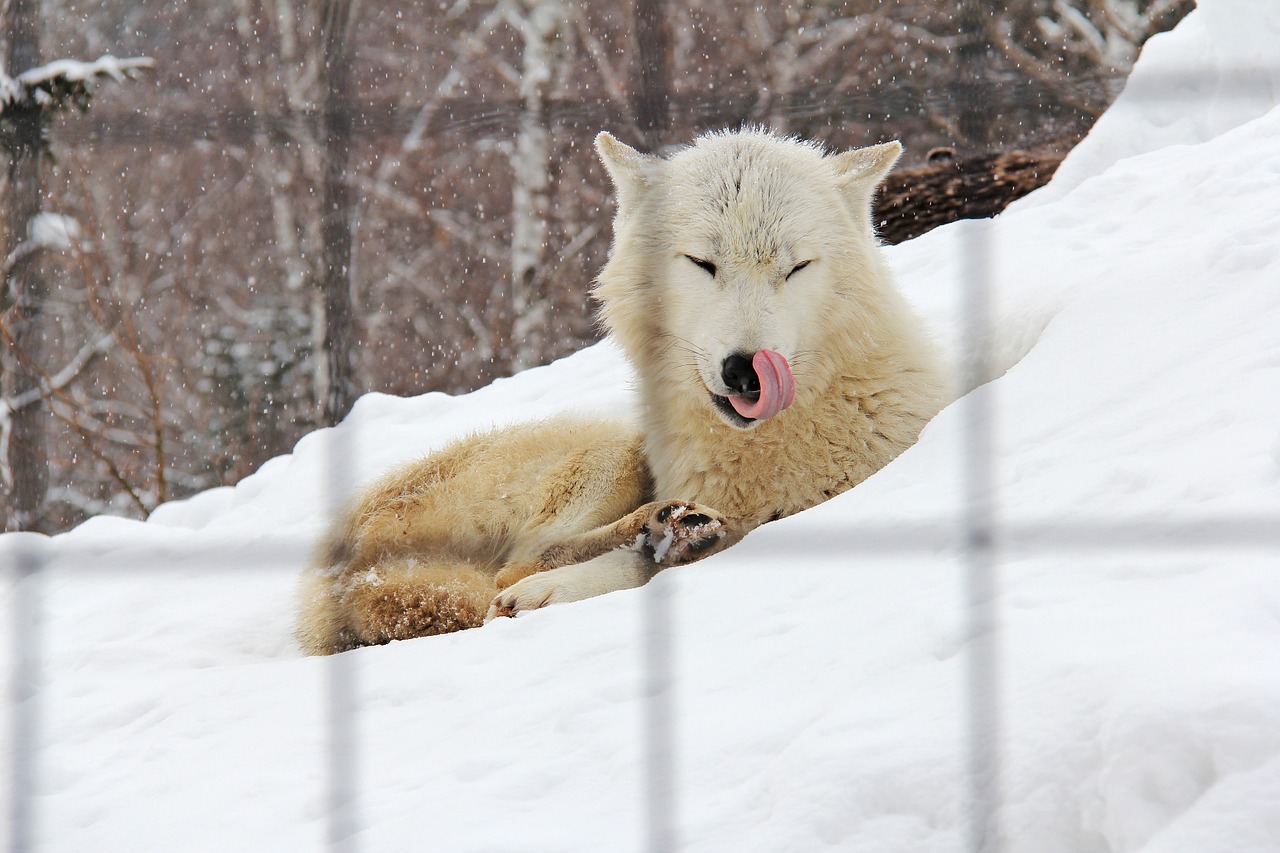 Arktinė Lapė, Lapė, Balta, Žiema, Šaltas, Sniegas, Hokaidas, Asija, Japonija, Asahikawa