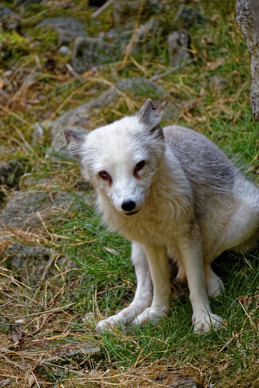 Arktinė Lapė, Fuksas, Akys, Gyvūnas, Laukinis Gyvūnas, Laukiniai, Plėšrūnas, Zoologijos Sodas, Laukinio Gyvenimo Parkas, Nemokamos Nuotraukos