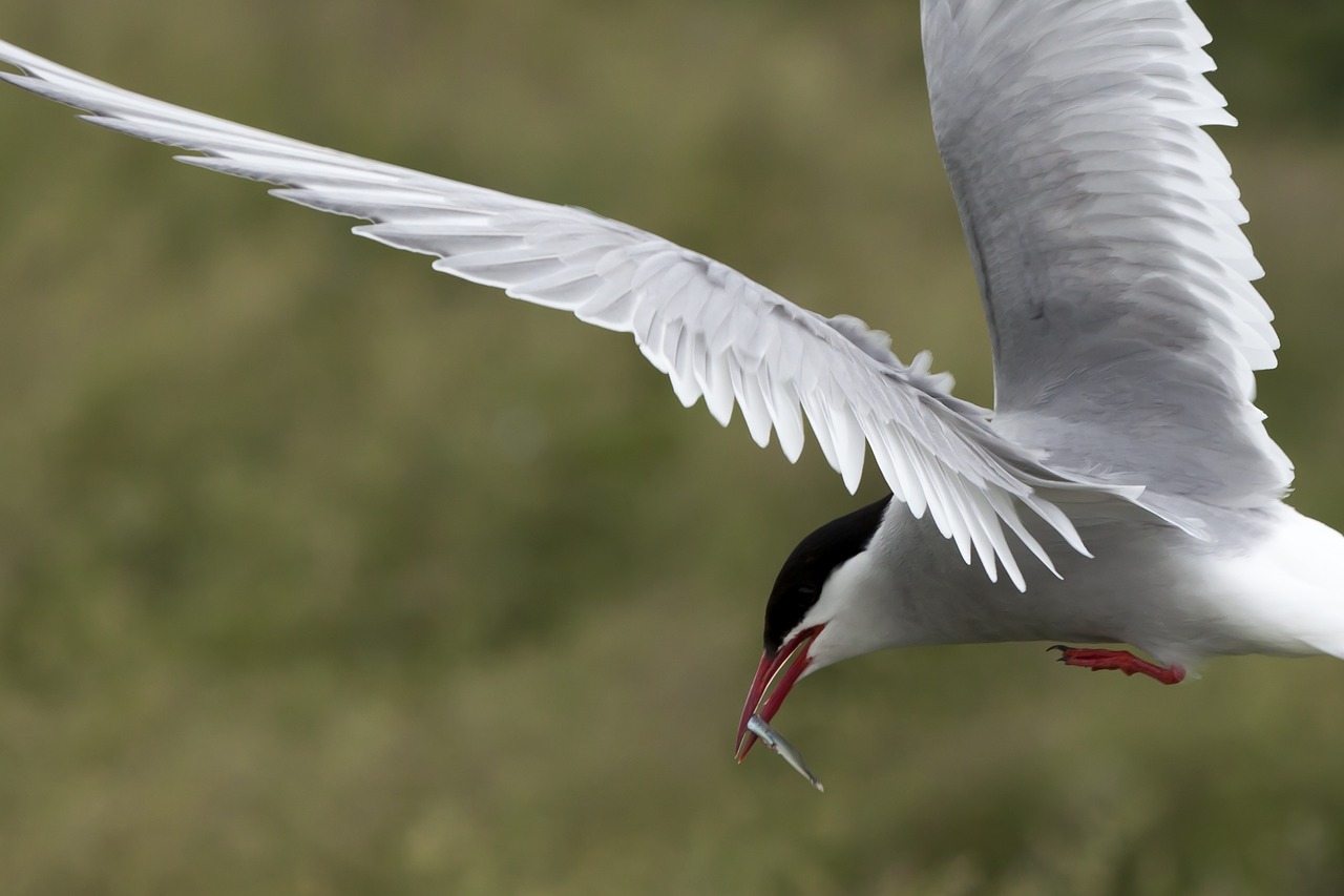 Arctic Tern, Jūros Paukštis, Laukinė Gamta, Ornitologija, Farne Isles, Nemokamos Nuotraukos,  Nemokama Licenzija