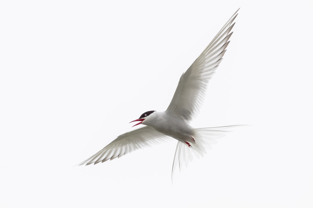 Arctic Tern, Iceland, Paukštis, Laukinis Gyvūnas, Nemokamos Nuotraukos,  Nemokama Licenzija