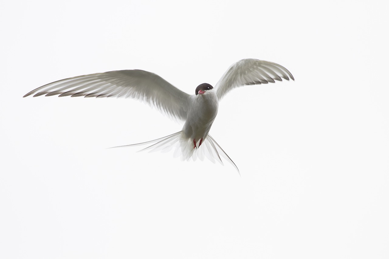 Arctic Tern, Iceland, Laukiniai Gyvūnai, Paukščiai, Nemokamos Nuotraukos,  Nemokama Licenzija