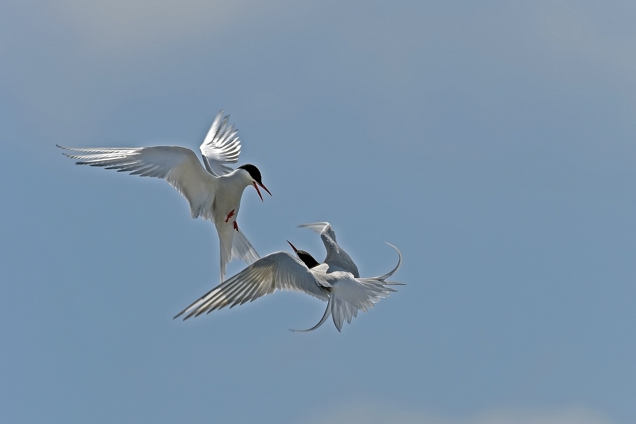 Arctic Tern, Ginčydamas, Paukščiai, Šiaurės Jūra, Nemokamos Nuotraukos,  Nemokama Licenzija