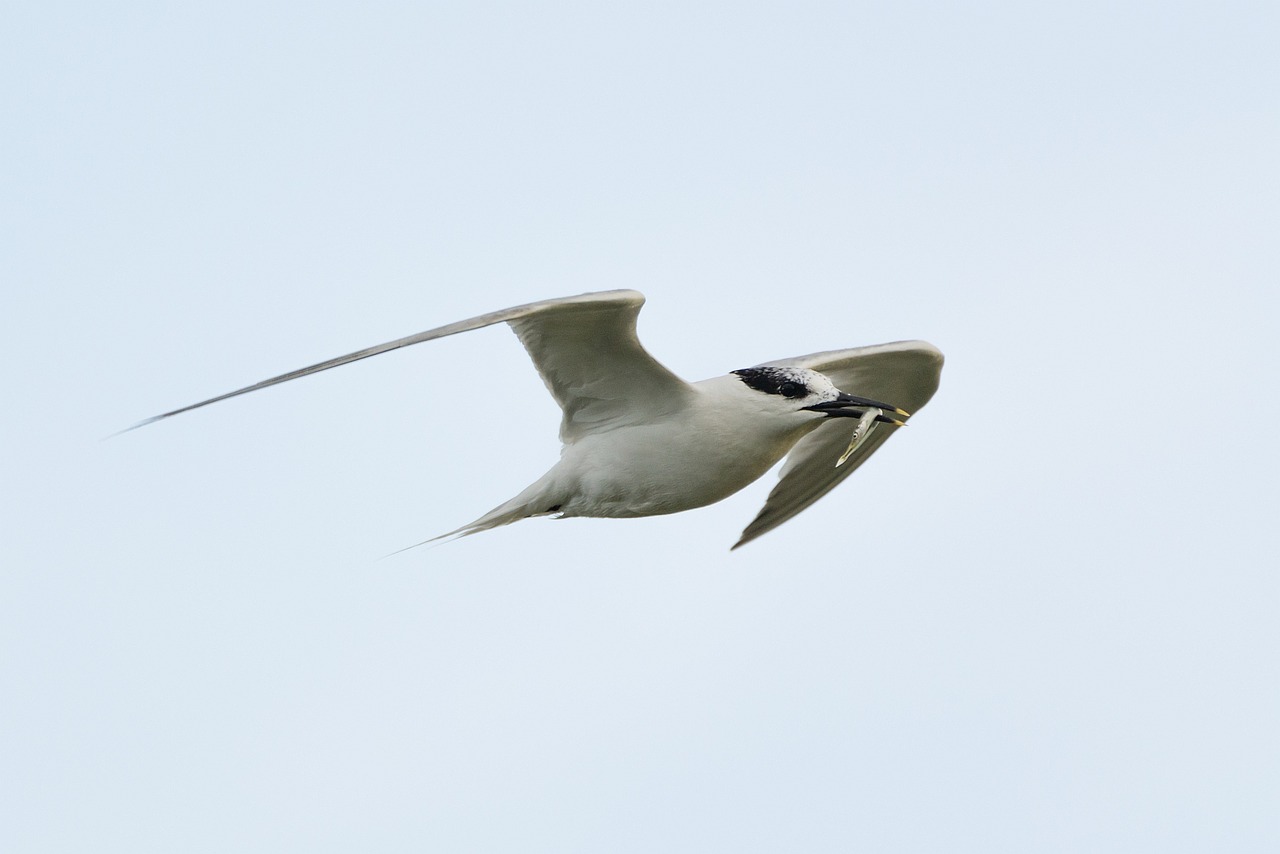 Arctic Tern, Medžioklė, Grobis, Vandens Paukštis, Žuvis, Paukštis, Kepuraitė, Seevogel, Schwalbe, Nemokamos Nuotraukos