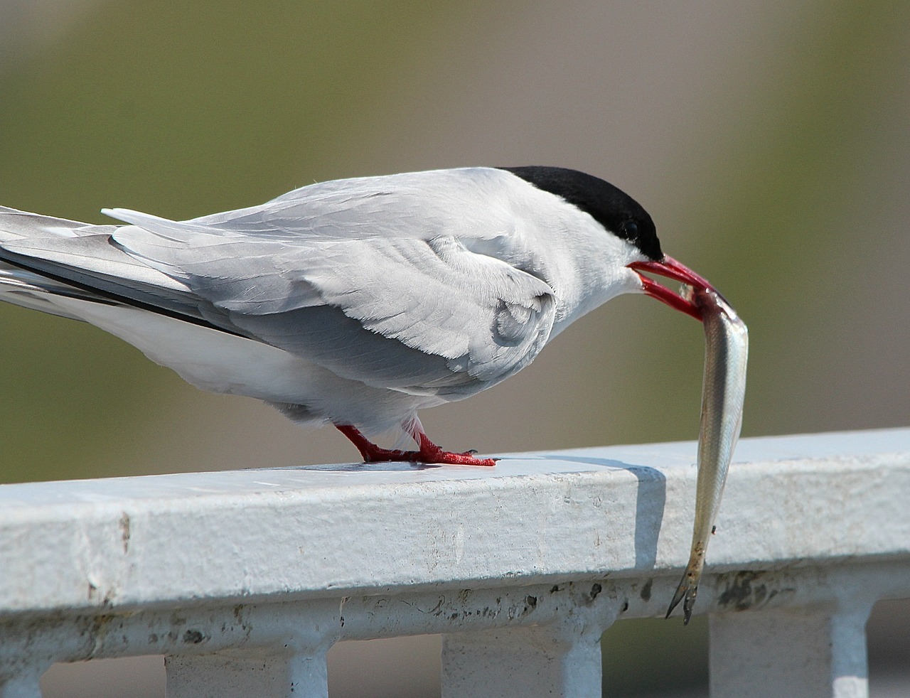 Arctic Tern, Valgyti, Žuvis, Maistas, Ternas, Paukštis, Vandens Paukštis, Sterna Paradisaea, Gyvūnas, Gyvūnai