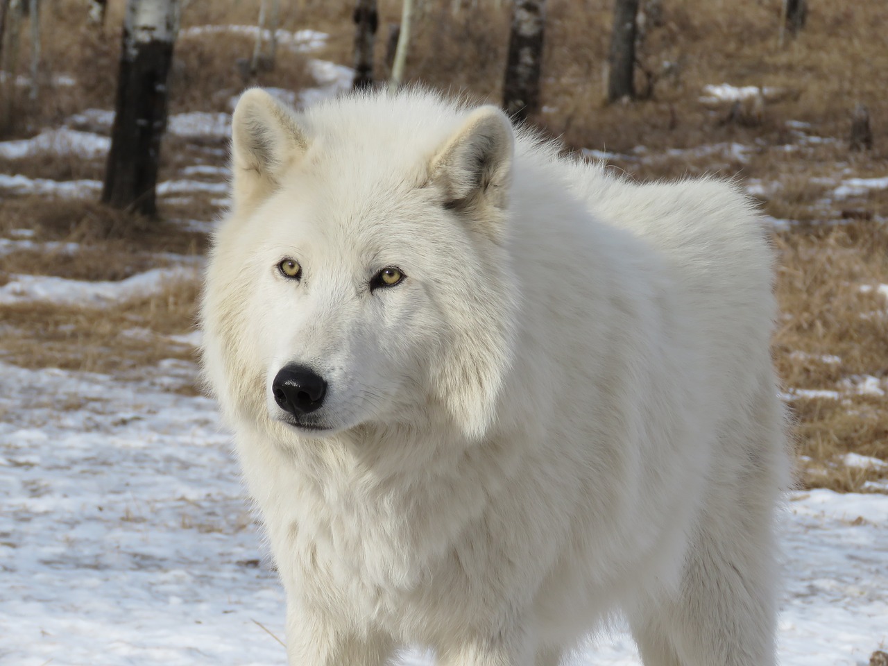 Arktinis Vilkšunis, Wolfdog, Vilkas, Šuo, Šventykla, Reabilitacija, Kailis, Gelbėjimas, Nemokamos Nuotraukos,  Nemokama Licenzija