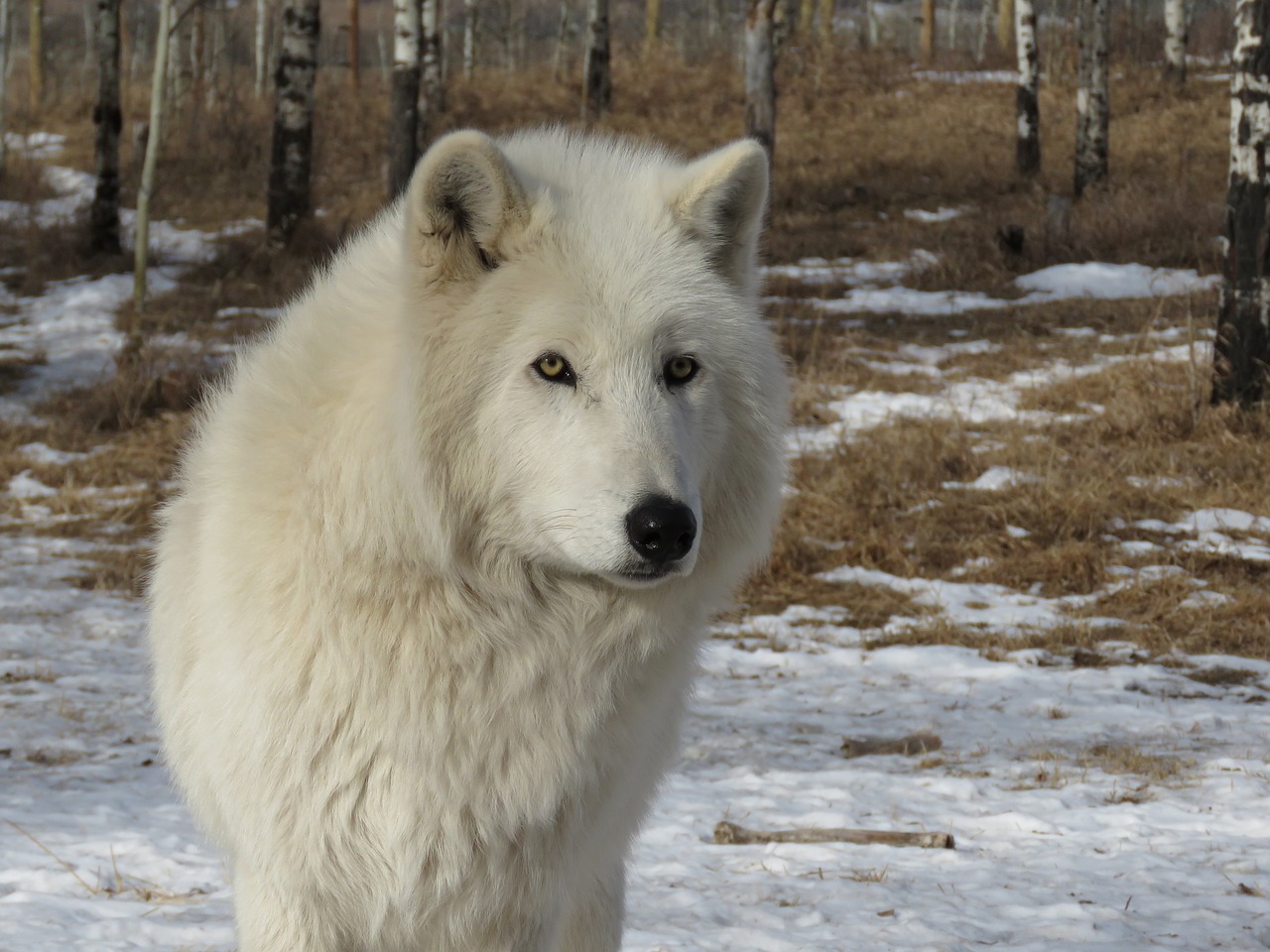 Arktinis Vilkšunis, Wolfdog, Vilkas, Šuo, Šventykla, Reabilitacija, Kailis, Gelbėjimas, Nemokamos Nuotraukos,  Nemokama Licenzija