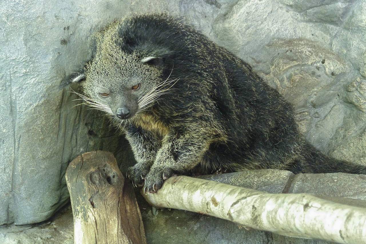 Arctictis Binturong, Žinduolis, Laukinė Gamta, Padaras, Bearcat, Nykstantis, Mėsėdis, Atogrąžų, Aplinka, Natūralus