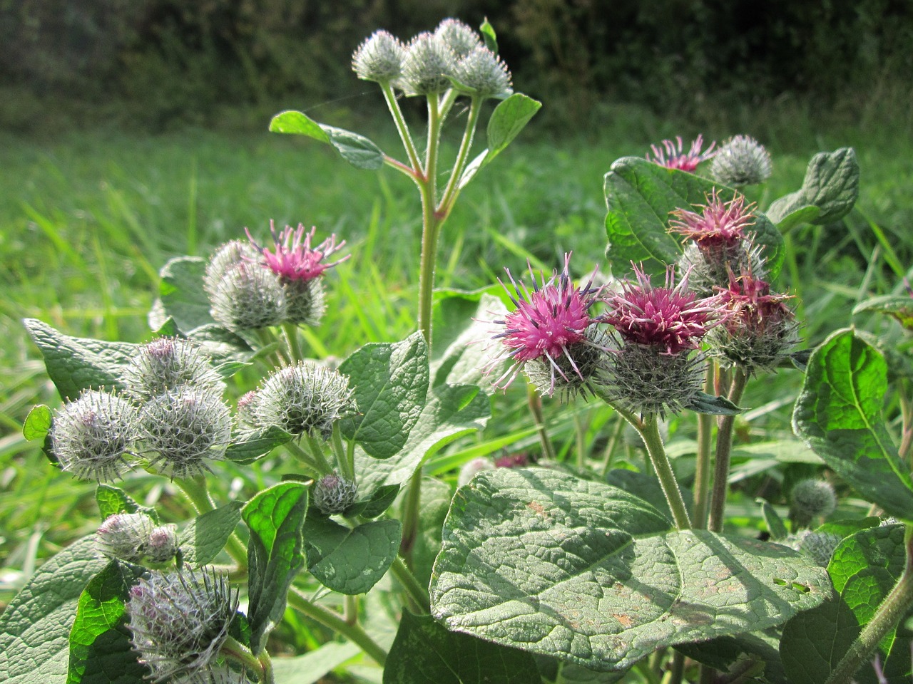 Arctium Tomentosum,  Šliaužnas,  Vilnonis Barzdakojis,  Brokoliai,  Augalas,  Wildflower,  Dygliuotas,  Botanika,  Flora,  Žiedynas