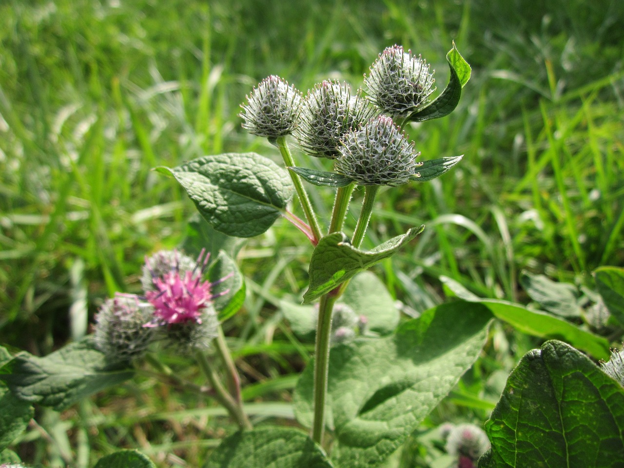 Arctium Tomentosum,  Šliaužnas,  Vilnonis Barzdakojis,  Brokoliai,  Augalas,  Wildflower,  Dygliuotas,  Botanika,  Flora,  Žiedynas