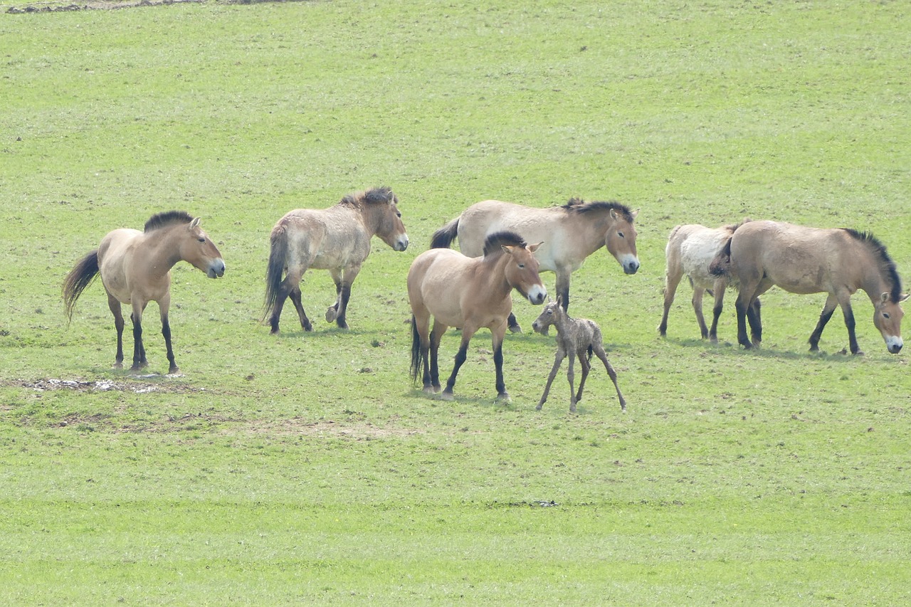 Ardėnai,  Rochefort,  Zoo Han,  Przewalski Arkliai,  Gimdymas,  Blauzdos,  Kūdikių Arklys, Nemokamos Nuotraukos,  Nemokama Licenzija