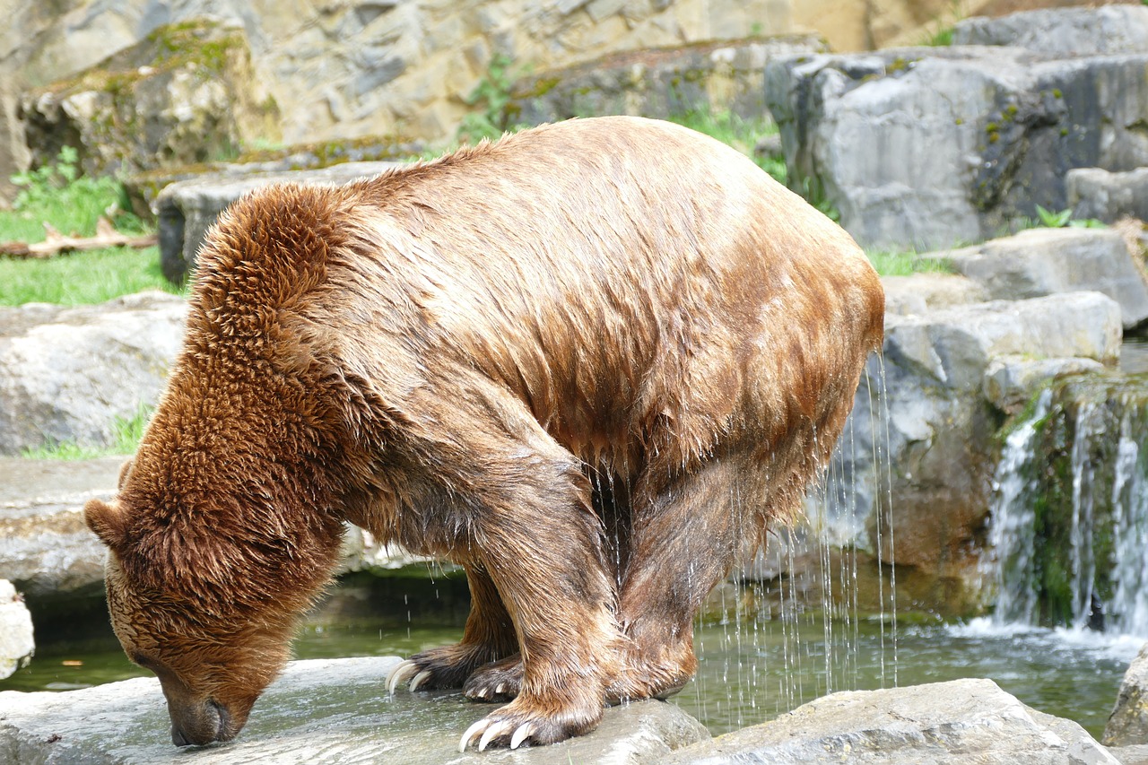 Ardėnai,  Rochefort,  Laukas Han Urvai,  Zoo Han, Nemokamos Nuotraukos,  Nemokama Licenzija