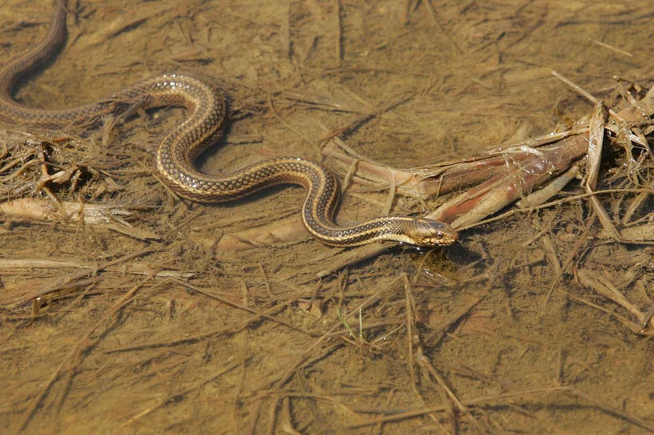 Plotas, Purvinas, Per, Slithers, Gyvatė, Rytas, Kelnaitės, Gyvatės, Varliagyviai, Ropliai