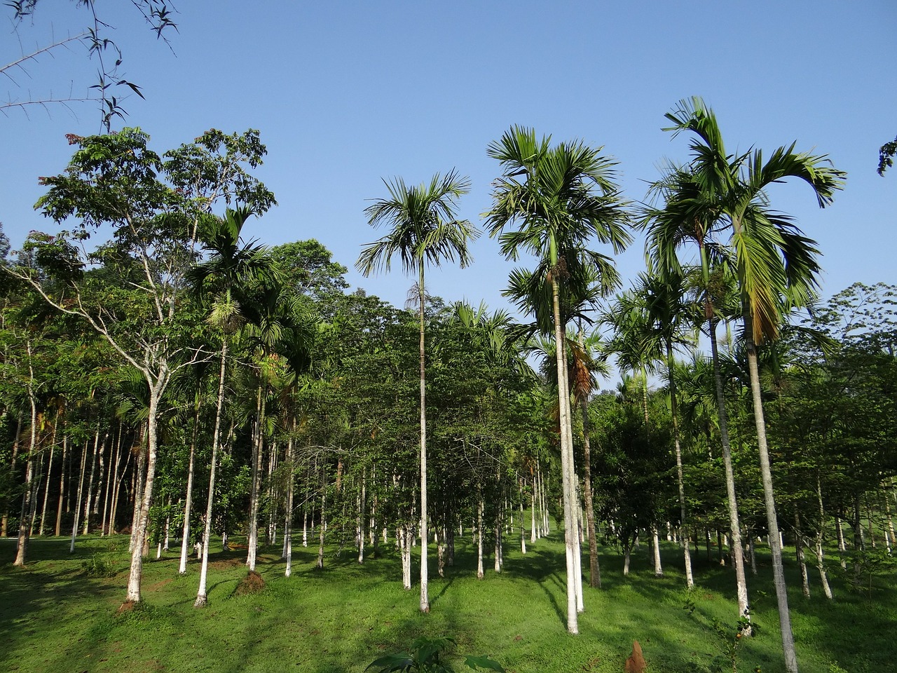 Areca Palmių, Plantacija, Kodagu, Indija, Medis, Ekologiškas, Žemdirbystė, Lauke, Aplinka, Bagažinė