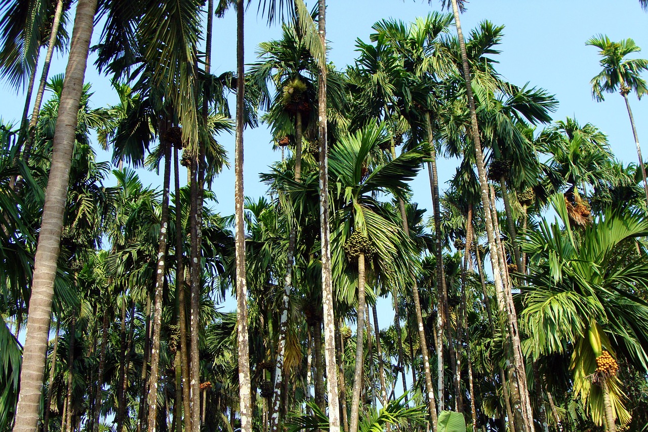 Arecanut Plantacijos, Uttar Kannada, Indija, Medis, Ekologiškas, Žemdirbystė, Lauke, Aplinka, Bagažinė, Lapai