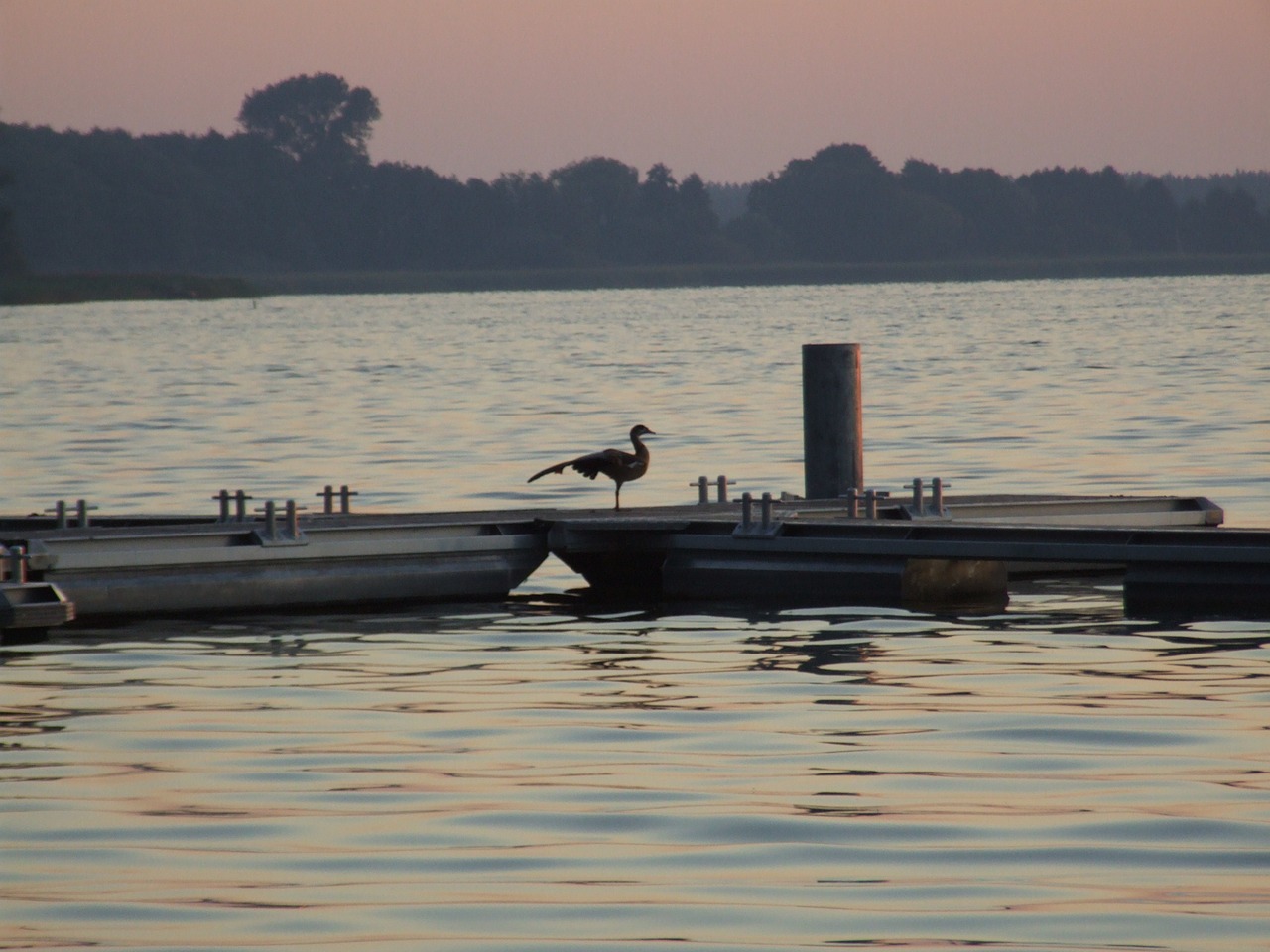 Arendsee, Aušra, Saulėtekis, Vandens Paukštis, Morgenstimmung, Kraštovaizdis, Nemokamos Nuotraukos,  Nemokama Licenzija