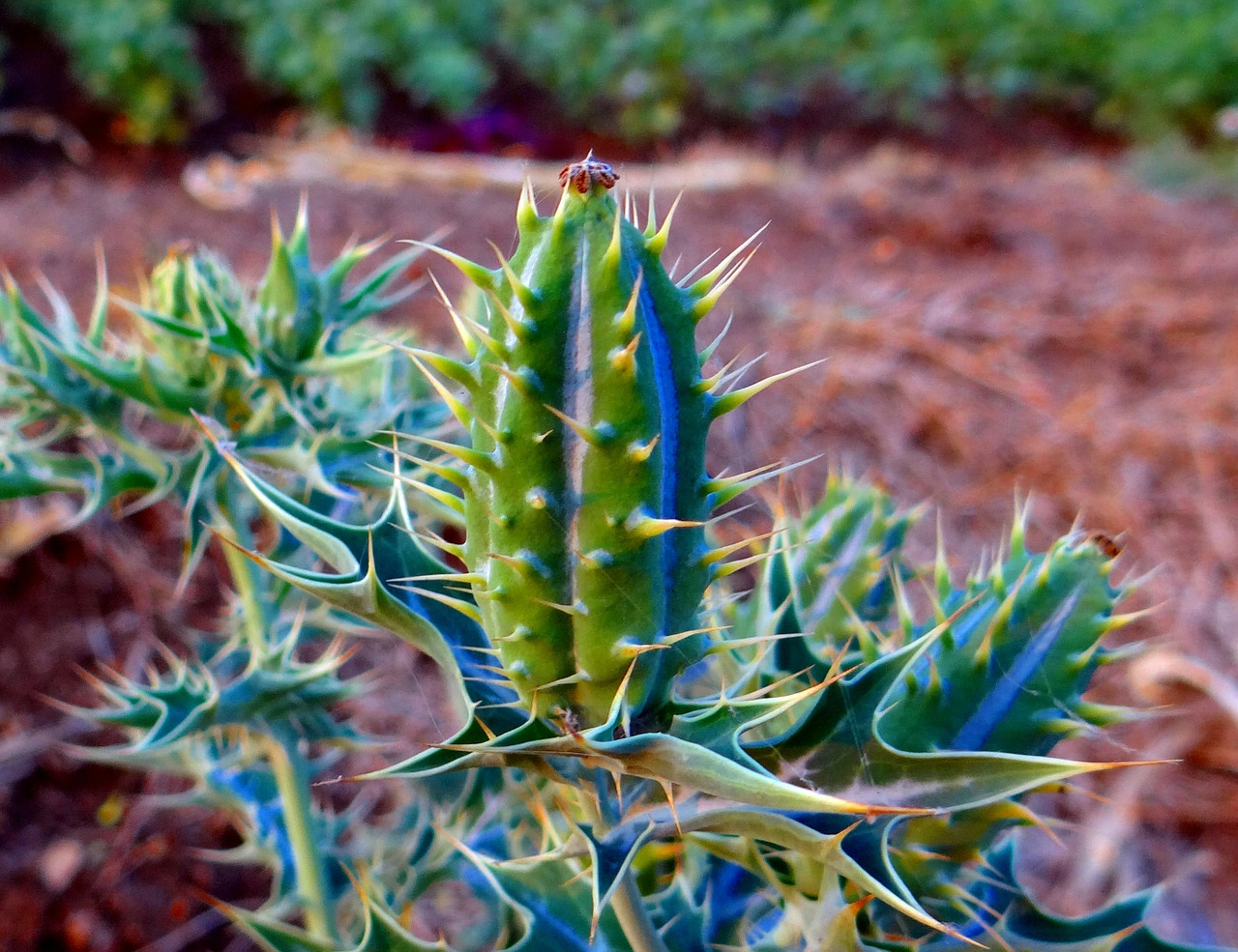 Argemone Mexicana, Sėklų Ankštis, Meksikietiška Dygliuota Aguona, Dygliuotas, Satyanashi, Swarnakshiri, Papaveraceae, Indija, Nemokamos Nuotraukos,  Nemokama Licenzija