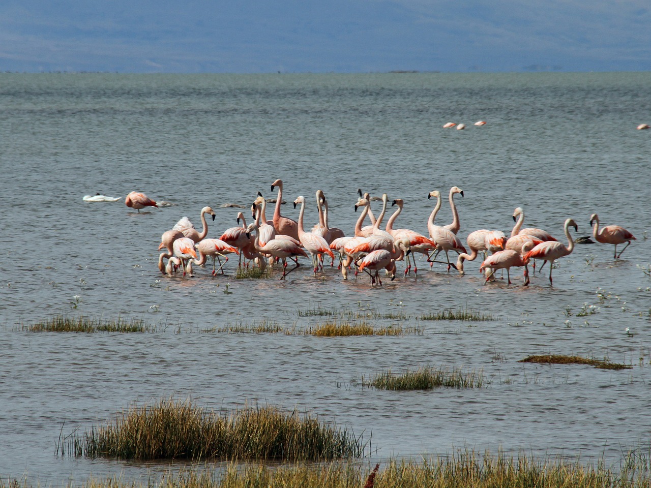 Argentina, Patagonia, Kalafatas, Pritraukimas, Turizmas, Peizažas, Rožinis, Flamingo, Nemokamos Nuotraukos,  Nemokama Licenzija