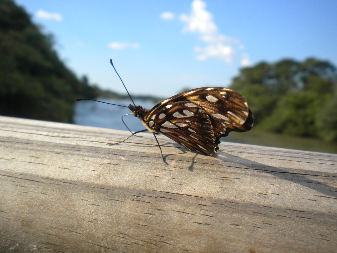 Argentina, Drugelis, Vabzdžiai, Grožis, Iguazú Nacionalinis Parkas, Mariposa, Puerto Iguazú, Kraštovaizdis, Gyvūnai, Nemokamos Nuotraukos