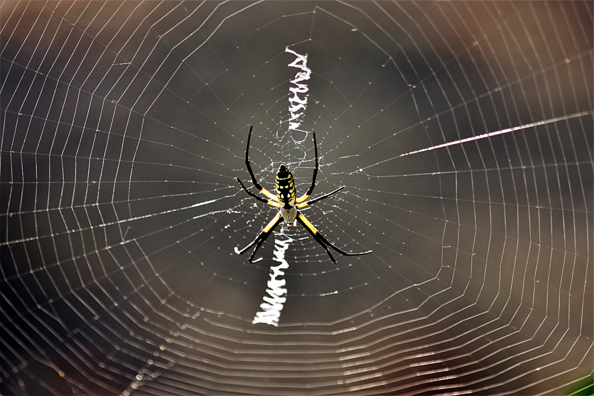 Gamta,  Laukinė Gamta,  Gyvūnai,  Vabzdžiai,  Voras,  Argiopas,  Juoda & Nbsp,  Geltona & Nbsp,  Voras,  Argiope & Nbsp