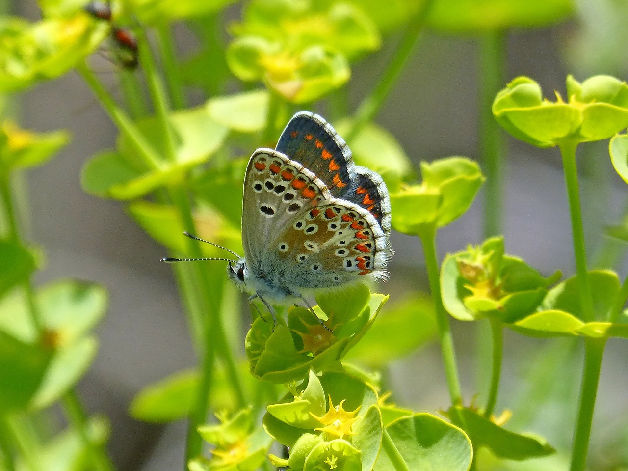 Aricia Cramera,  Tamsūs Pietų,  Moreneta Pietų,  Duomenys,  Drugelis,  Grožio,  Pobūdį,  Rhopalocera,  Lapų,  Lauke