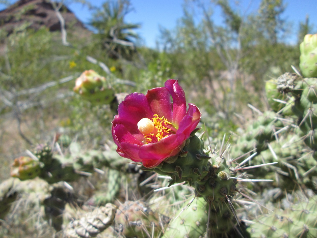 Arizona, Kaktusas, Sausas, Gėlė, Nemokamos Nuotraukos,  Nemokama Licenzija