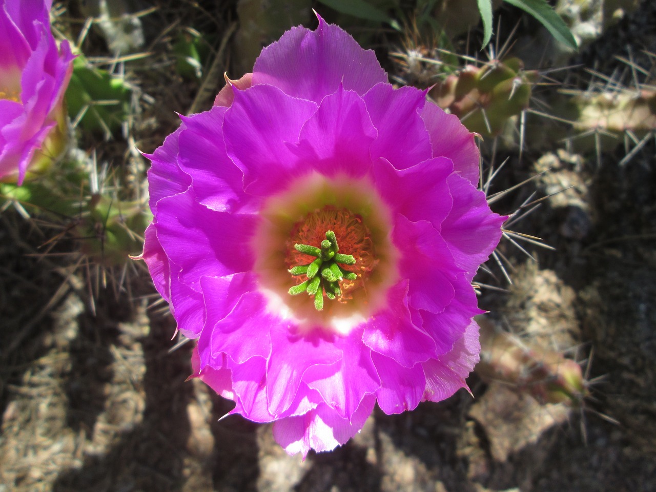 Arizona, Kaktusas, Sausas, Gėlė, Violetinė, Nemokamos Nuotraukos,  Nemokama Licenzija