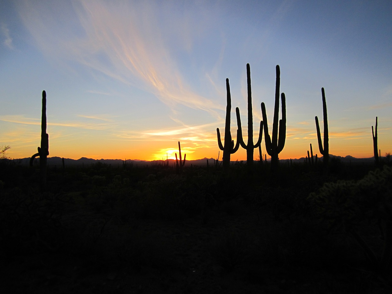 Arizona, Saulėlydis, Kaktusai, Dykuma, Kraštovaizdis, Pietvakarius, Gamta, Kaktusas, Saguaro, Arizonos Dykuma