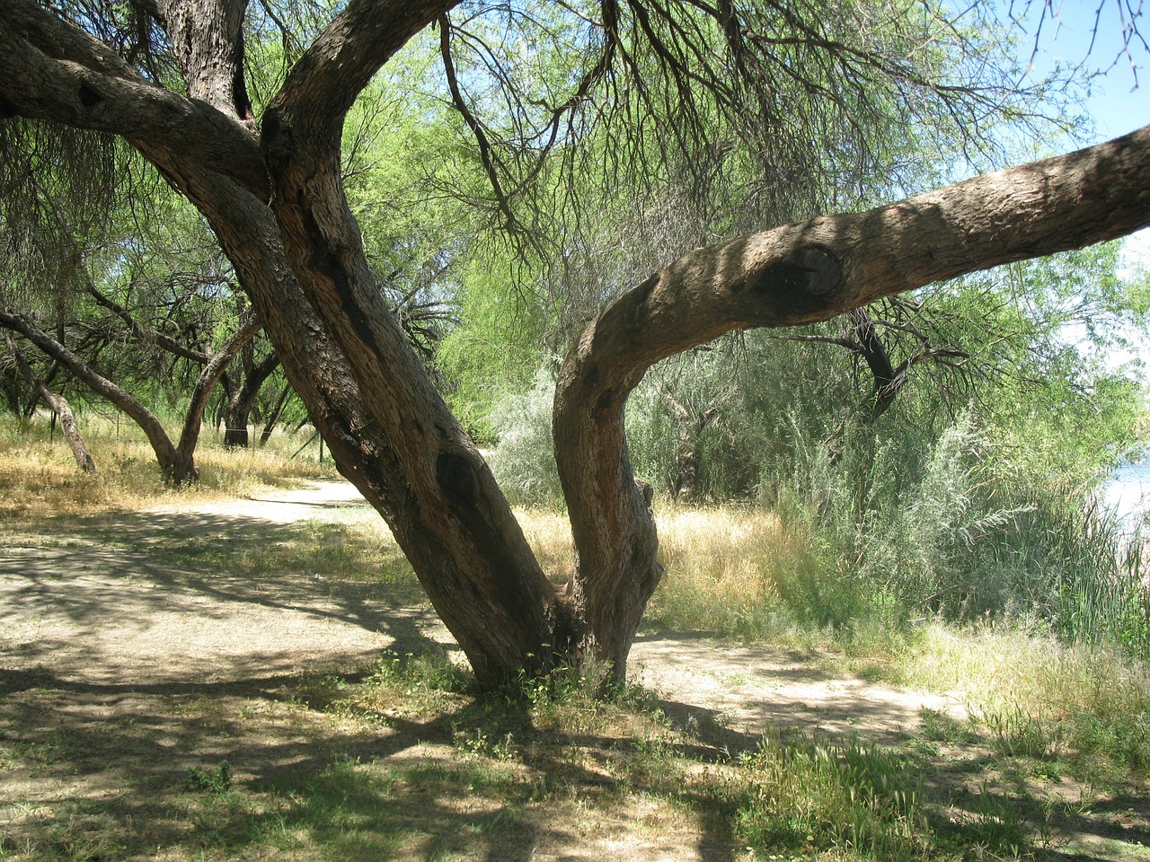 Arizona, Kraštovaizdis, Medis, Ekologiškas, Žemdirbystė, Lauke, Aplinka, Bagažinė, Lapai, Filialai