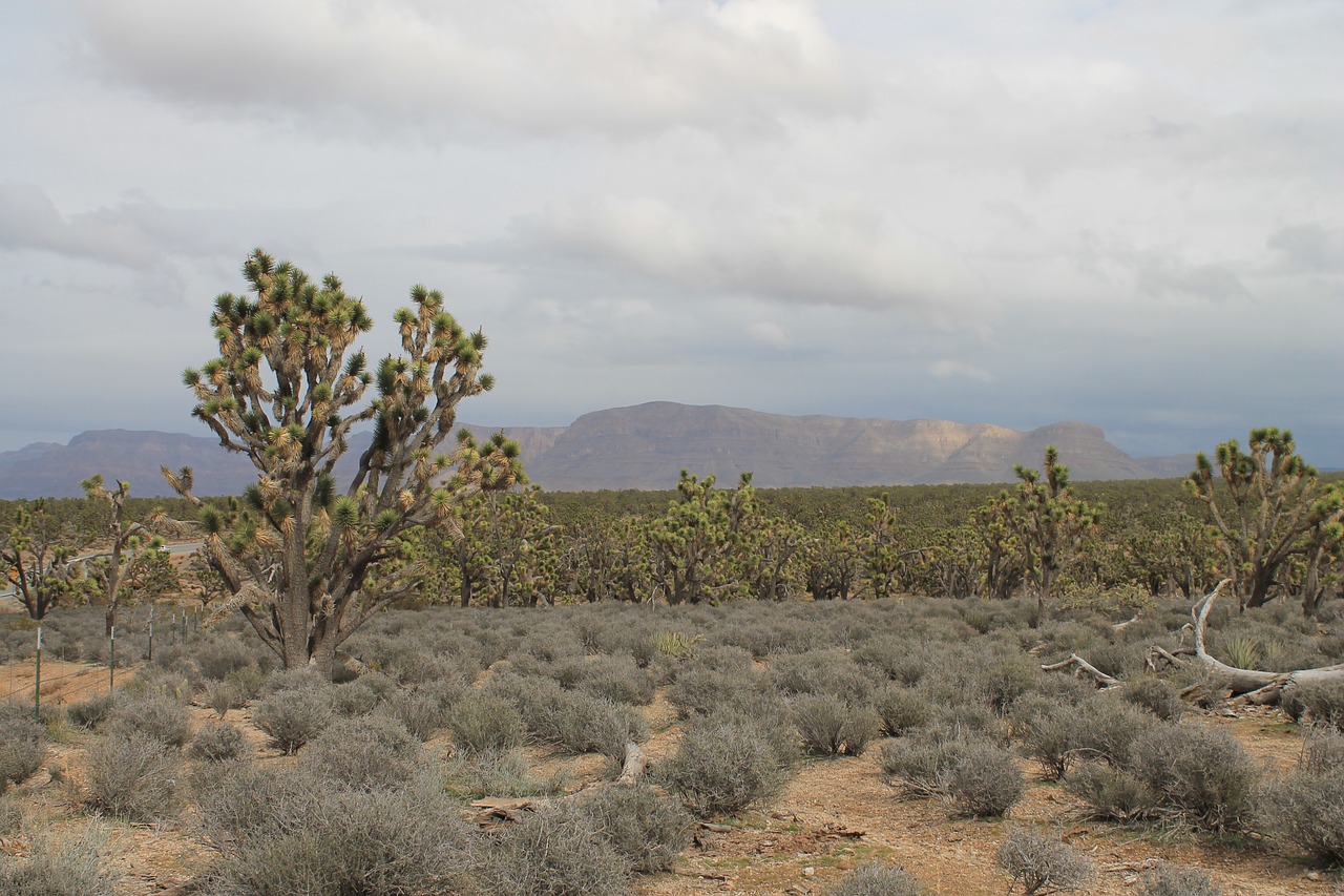 Arizona, Josua Tree, Dykuma, Usa, Nevada, Amerikietis, Gamta, Kraštovaizdis, Oranžinė, Kelionė