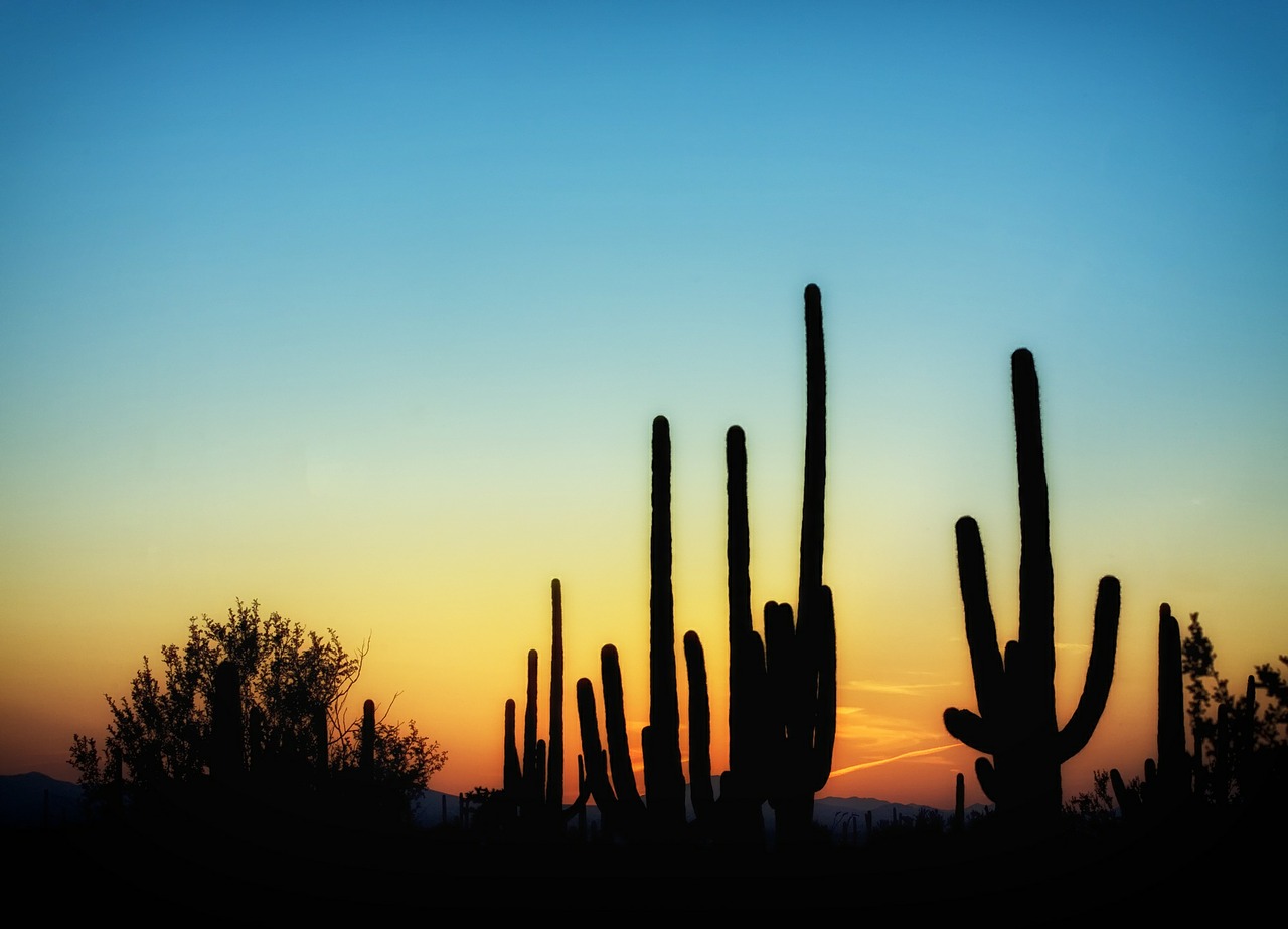 Arizona, Kaktusas, Kaktusai, Saguaro, Saulėlydis, Dangus, Debesys, Vakaras, Dusk, Gamta