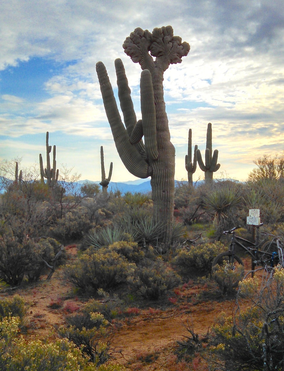 Arizona, Saguaro, Kaktusas, Dykuma, Augalai, Gamta, Kalnai, Nemokamos Nuotraukos,  Nemokama Licenzija