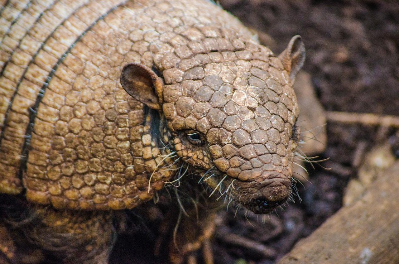 Armadillo, Zoologijos Sodas, Gyvūnas, Dizainas, Egzotiškas, Lukštas, Šarvuotos, Šarvai, Nemokamos Nuotraukos,  Nemokama Licenzija