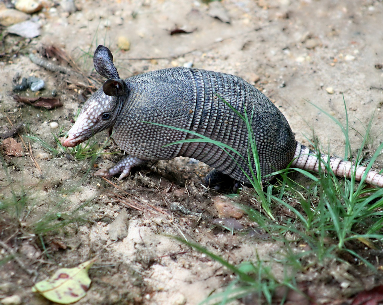 Armadillo, Devynių Juostų Šarvuotis, Dasypus Novemcinctus, Ilgaplaukis Armadijonas, Žinduolis, Gyvūnas, Laukinė Gamta, Nemokamos Nuotraukos,  Nemokama Licenzija