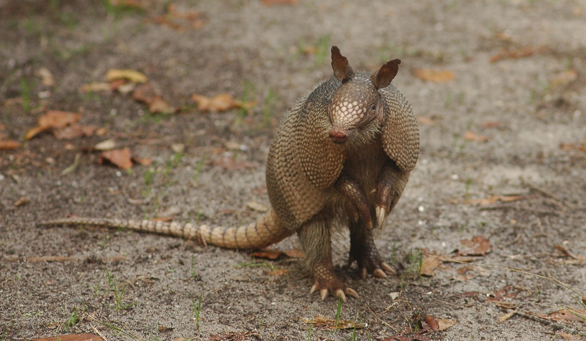 Armadillo,  Portretas,  Stovintis,  Žiūri,  Juostos,  Viešasis & Nbsp,  Domenas,  Tapetai,  Fonas,  Laukinė Gamta