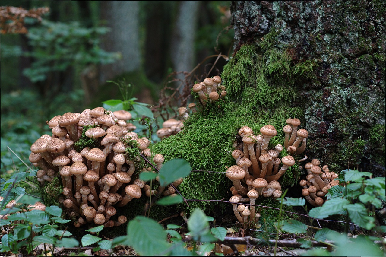 Armillaria Mellea, Grybai, Ruduo, Nemokamos Nuotraukos,  Nemokama Licenzija