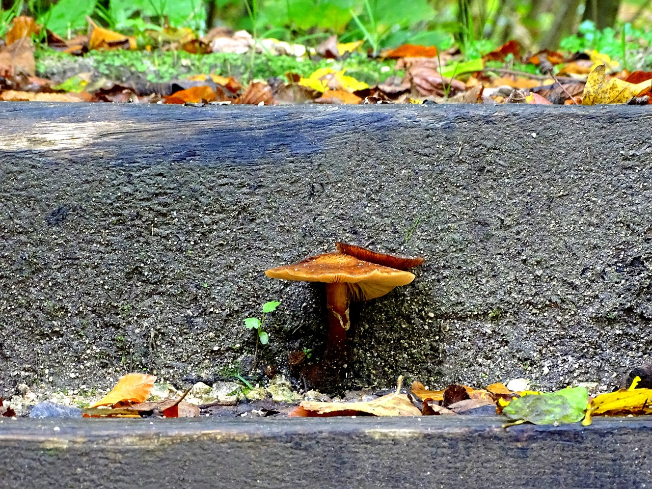 Armillaria Mellea, Grybai, Laiptų Žingsnis, Miškas, Gamta, Grybų Rinkimas, Grybų Laikas, Grybelinės Rūšys, Miško Augalas, Medžio Grybas