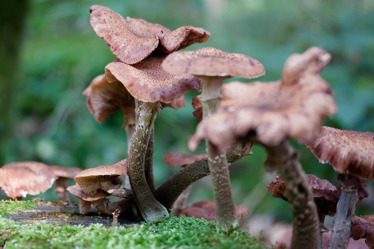 Armillaria Mellea, Grybai, Ruda, Žvynuotas, Žiedas, Büschelig, Lamellar, Samanos, Miškas, Miško Kenkėjas