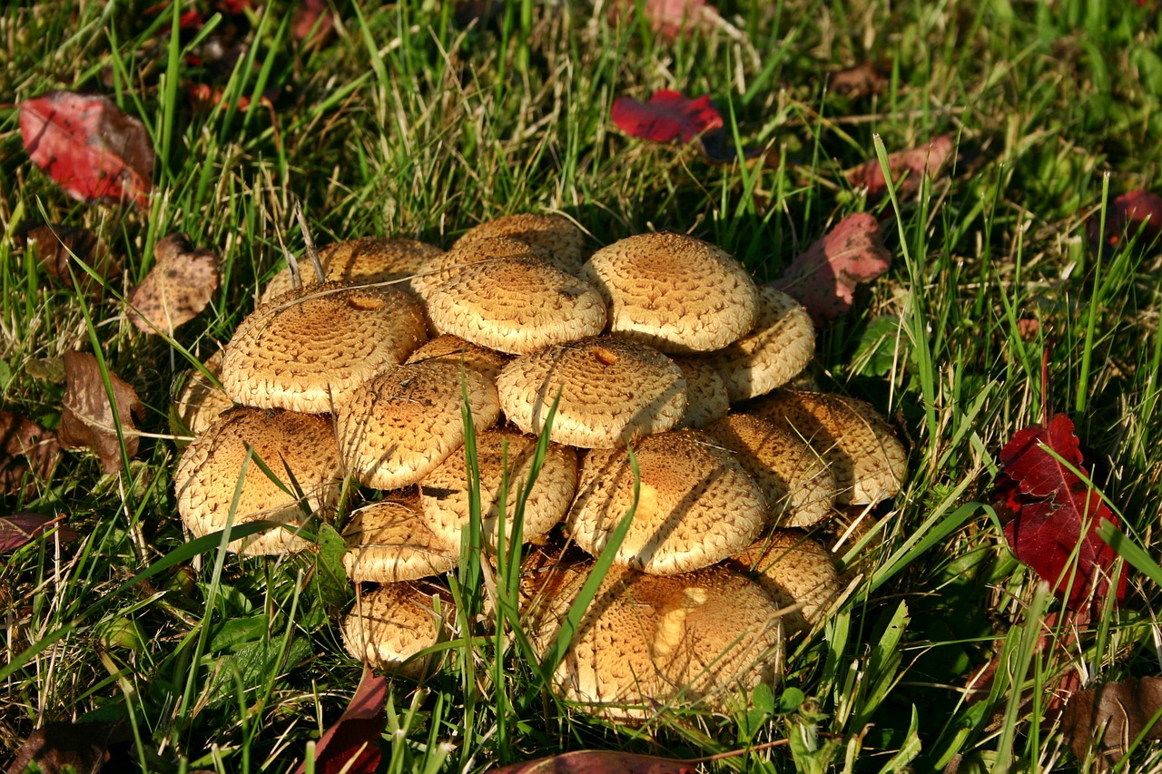 Armillaria Mellea, Grybai, Gamta, Pieva, Ruduo, Augalas, Žolė, Ruda, Smėlio Spalvos, Grybai