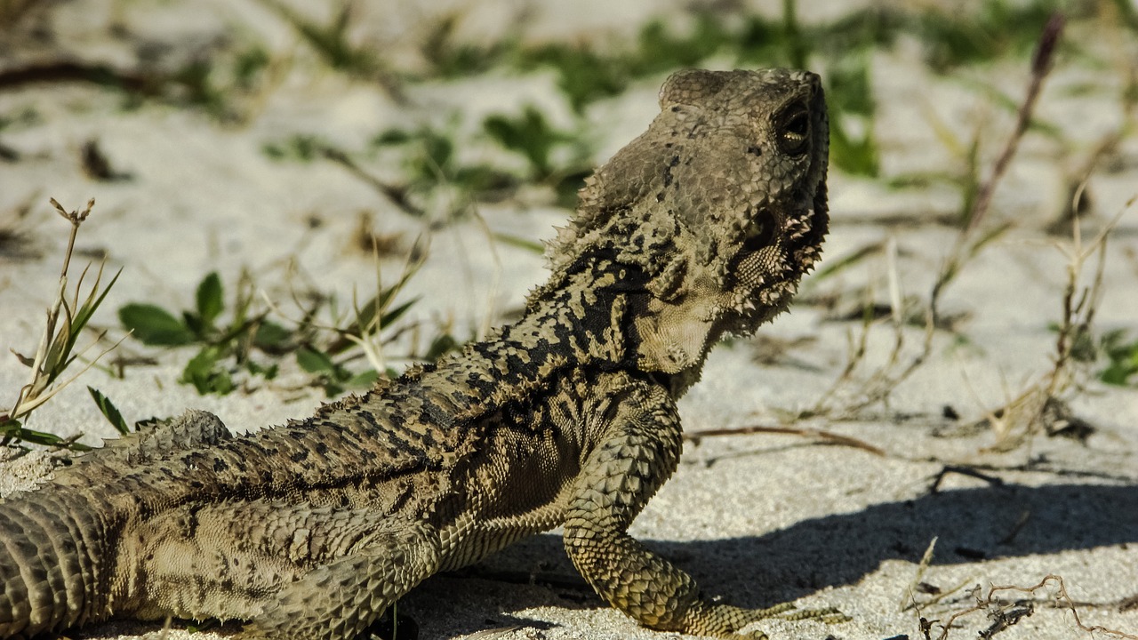 Šarvai, Driežas, Kurkutas, Ropliai, Fauna, Gyvūnas, Laukinė Gamta, Gamta, Rūšis, Herpetologija