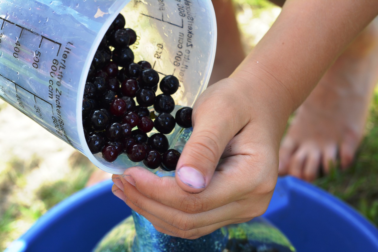 Aronia, Vaisiai, Preparatai, Nasypywać, Sultys, Rankos, Šviežias, Natūralus, Subrendęs, Maistas