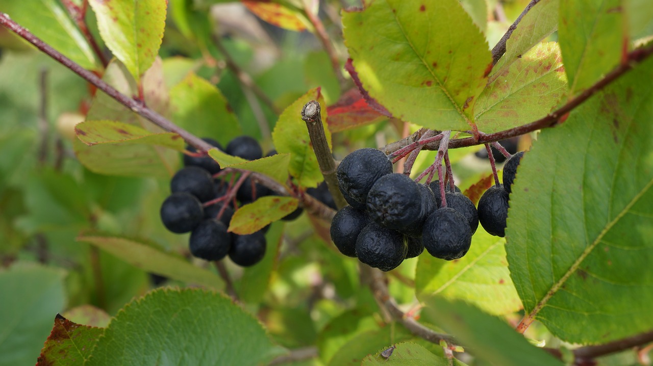 Aronia, Uogos, Vaisiai, Maistas, Natūrali Sveikata, Vitaminai, Nemokamos Nuotraukos,  Nemokama Licenzija