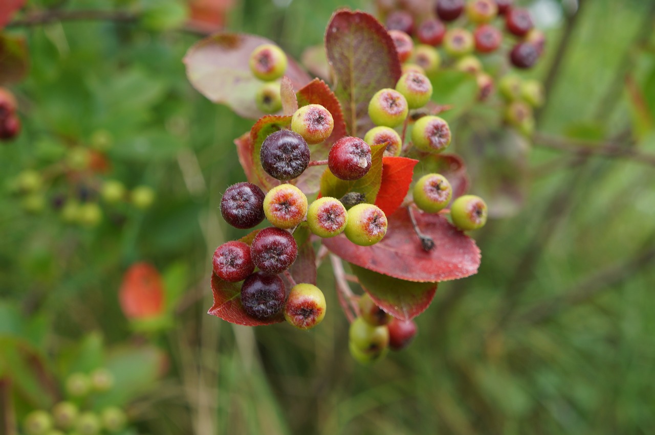 Aronia, Uogos, Maistas, Natūrali Sveikata, Vitaminai, Vaisiai, Vasara, Krūmas, Nesubrendusio, Sodas