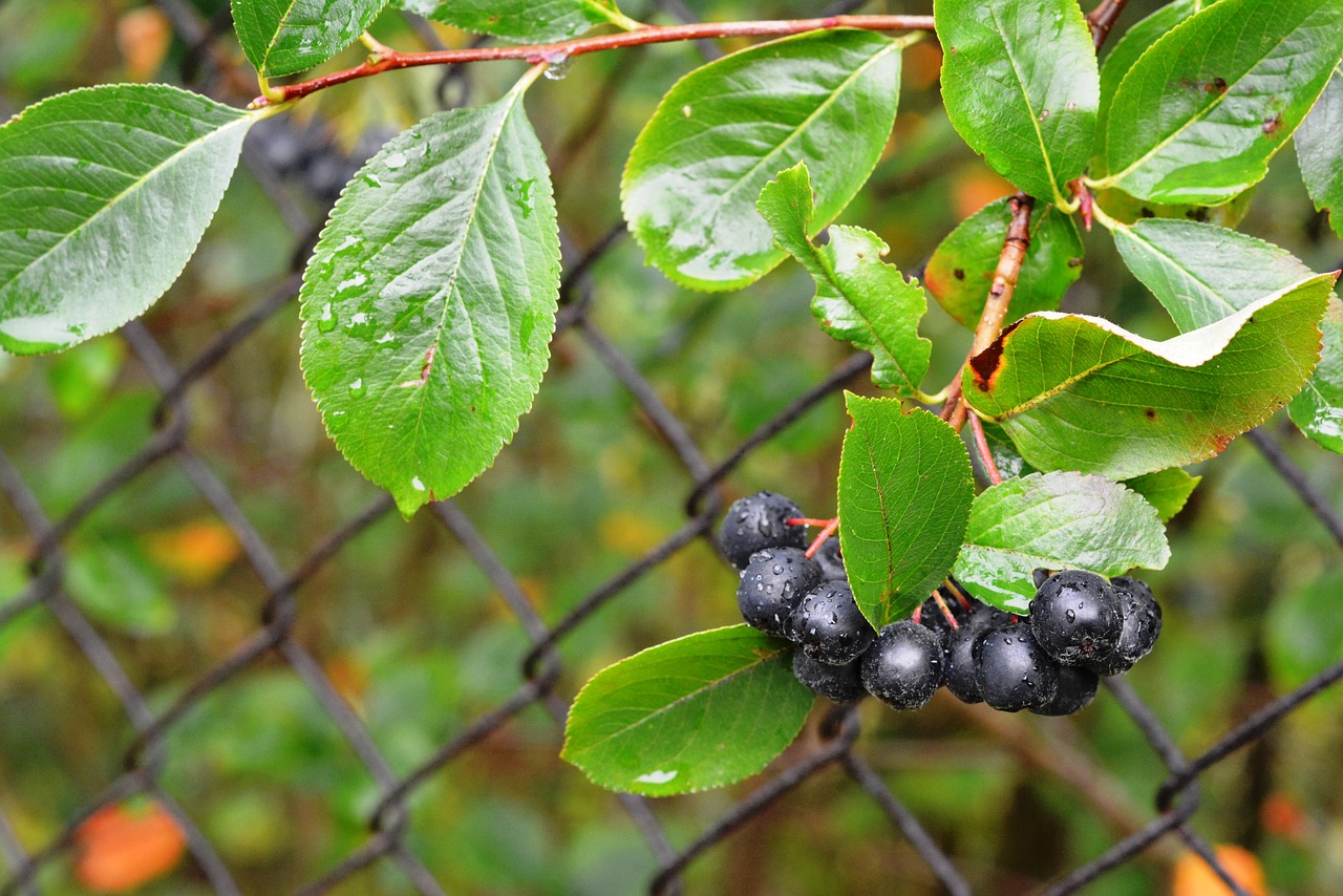 Aronia, Aronas, Vaisiai, Po Lietaus, Gamta, Maistas, Prinokę Vaisiai, Šviežias, Nemokamos Nuotraukos,  Nemokama Licenzija